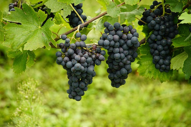 Ve vinohradu
