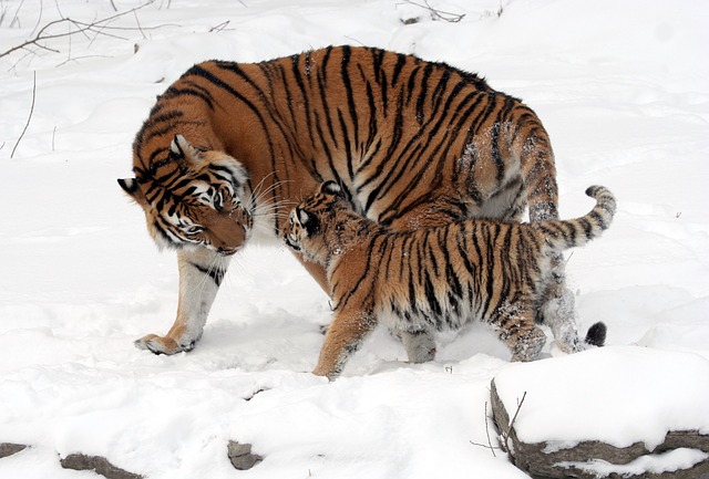 tygr a mládě
